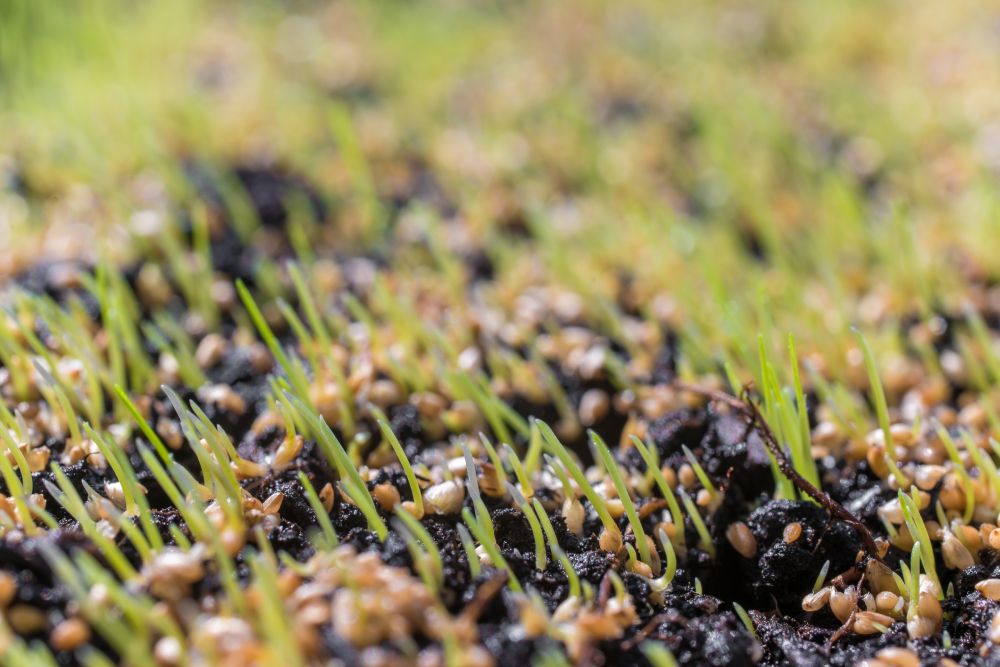 Grashalme wachsen aus dem Samen.